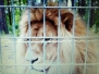 Wycieczka on-line po Nowym Zoo - maj 2020